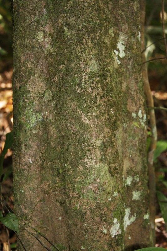 Siparuna decipiens bark