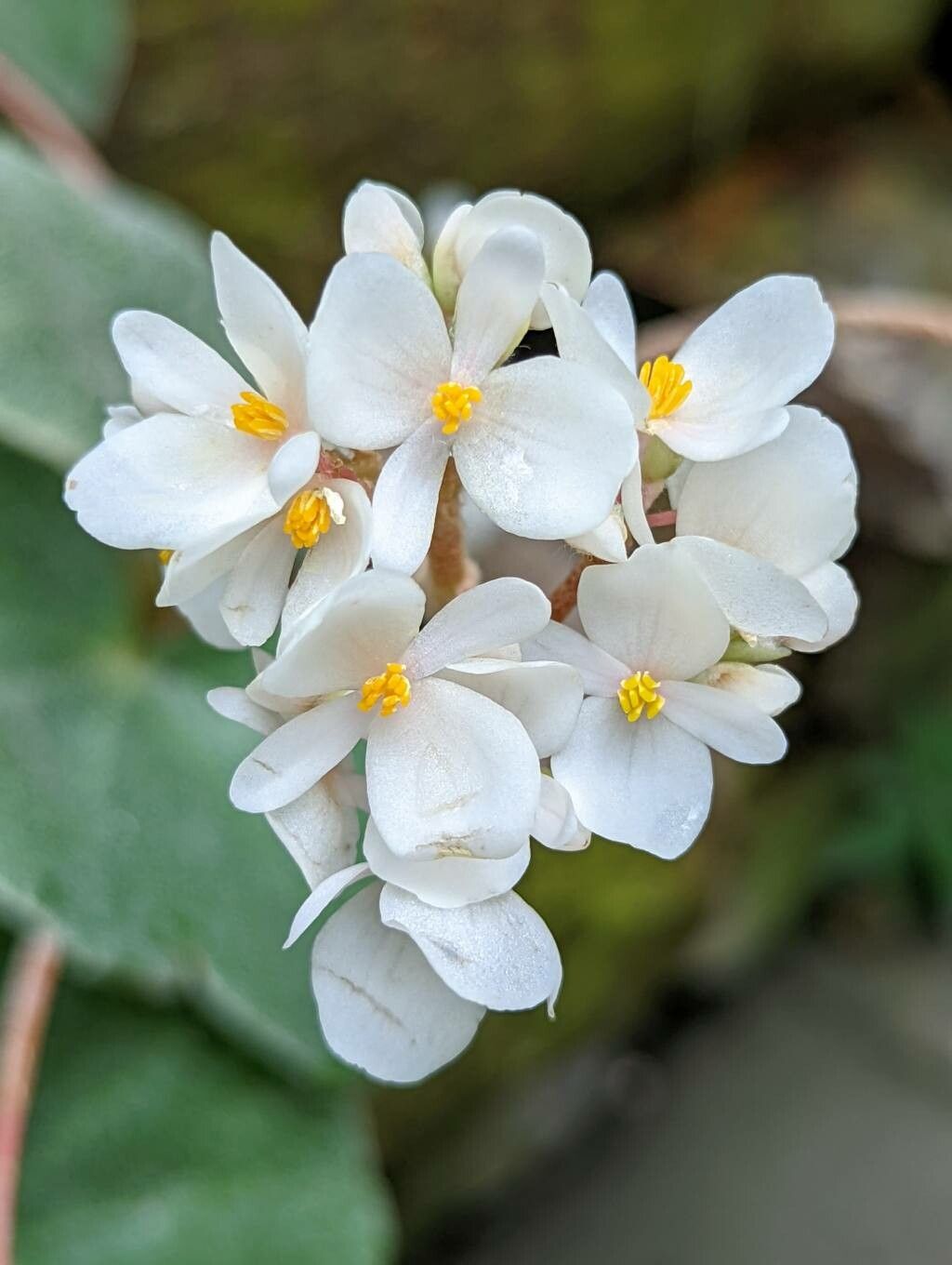 Begonia venosa flower