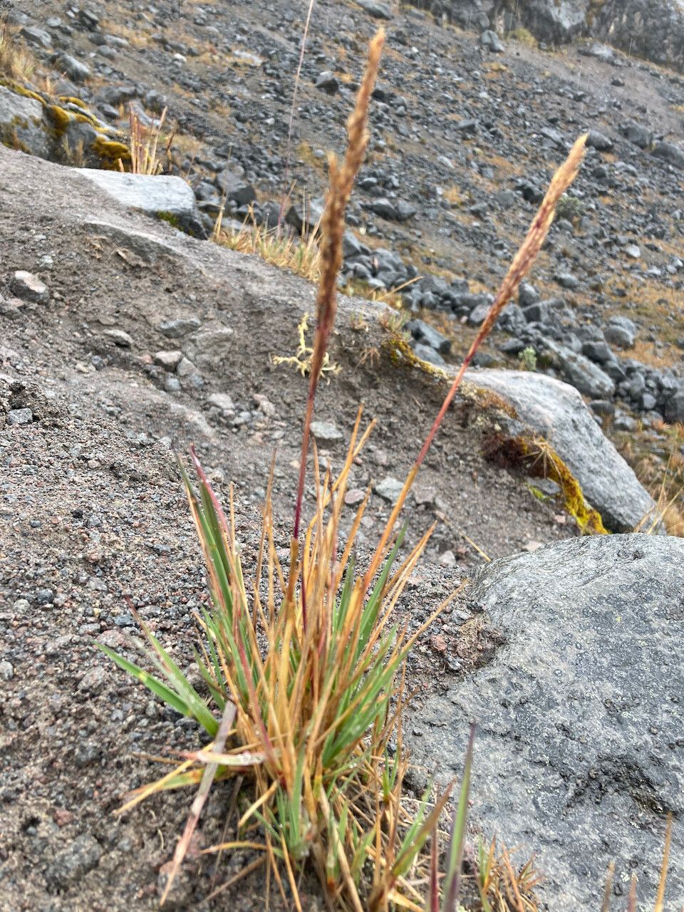 Agrostis foliata habit