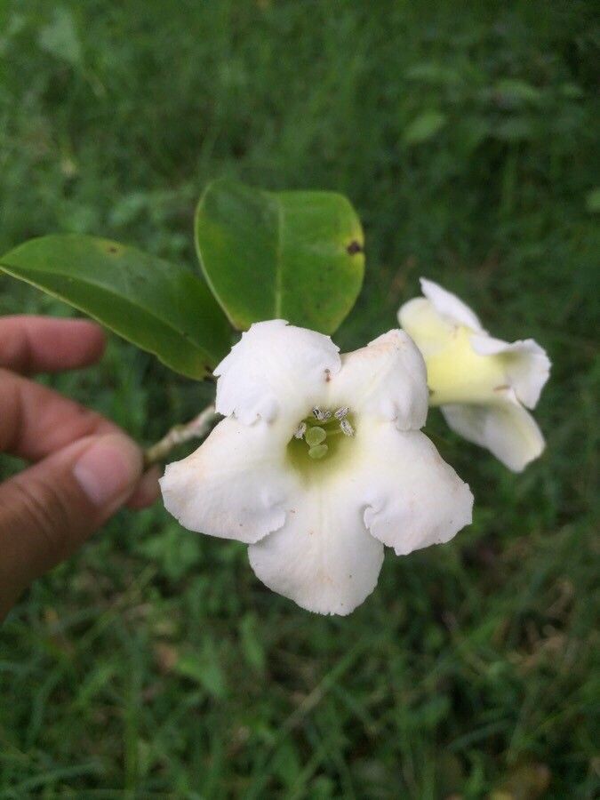 Bourreria costaricensis flower