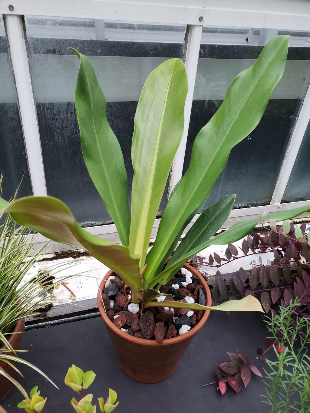 Philodendron bicolor habit