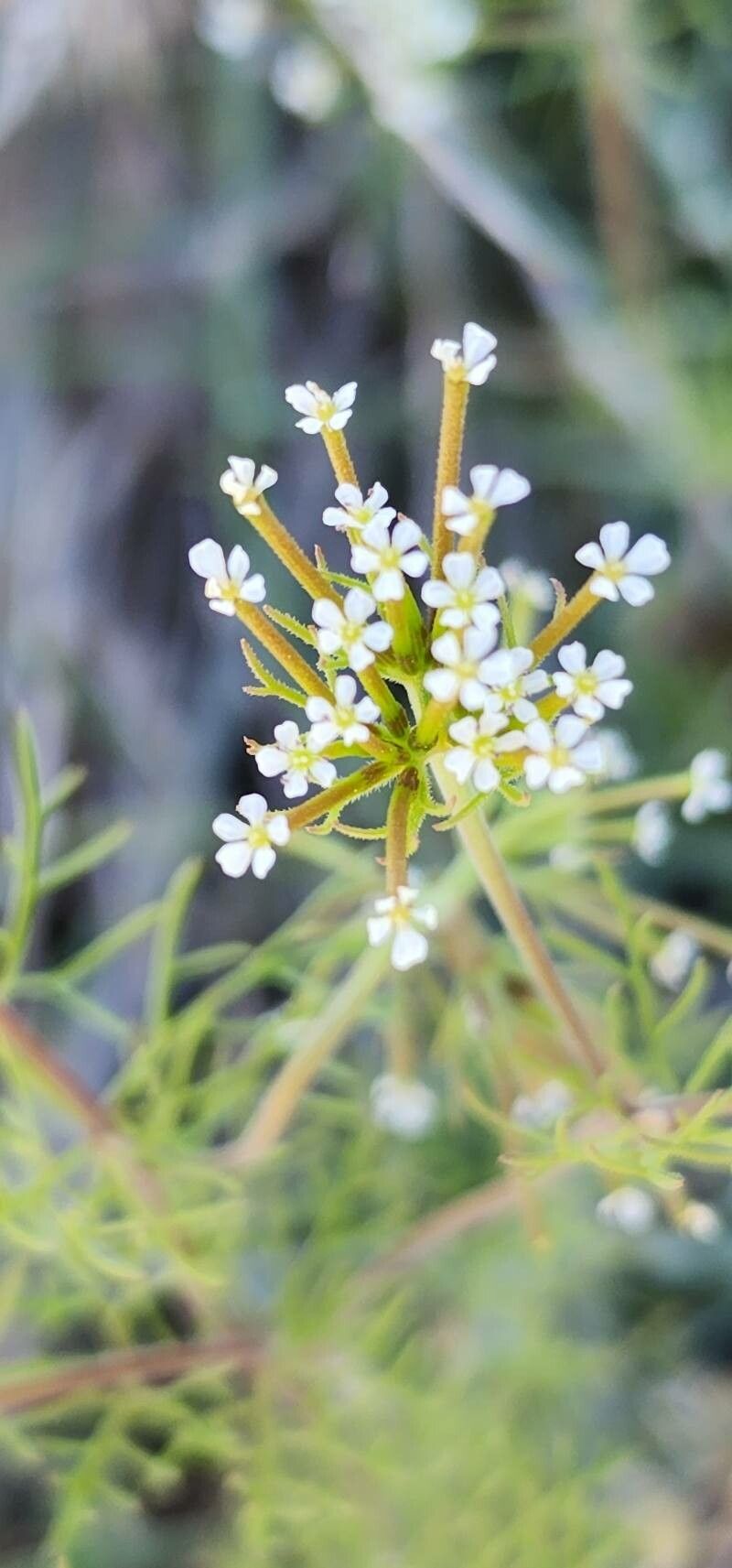 Scandix stellata flower