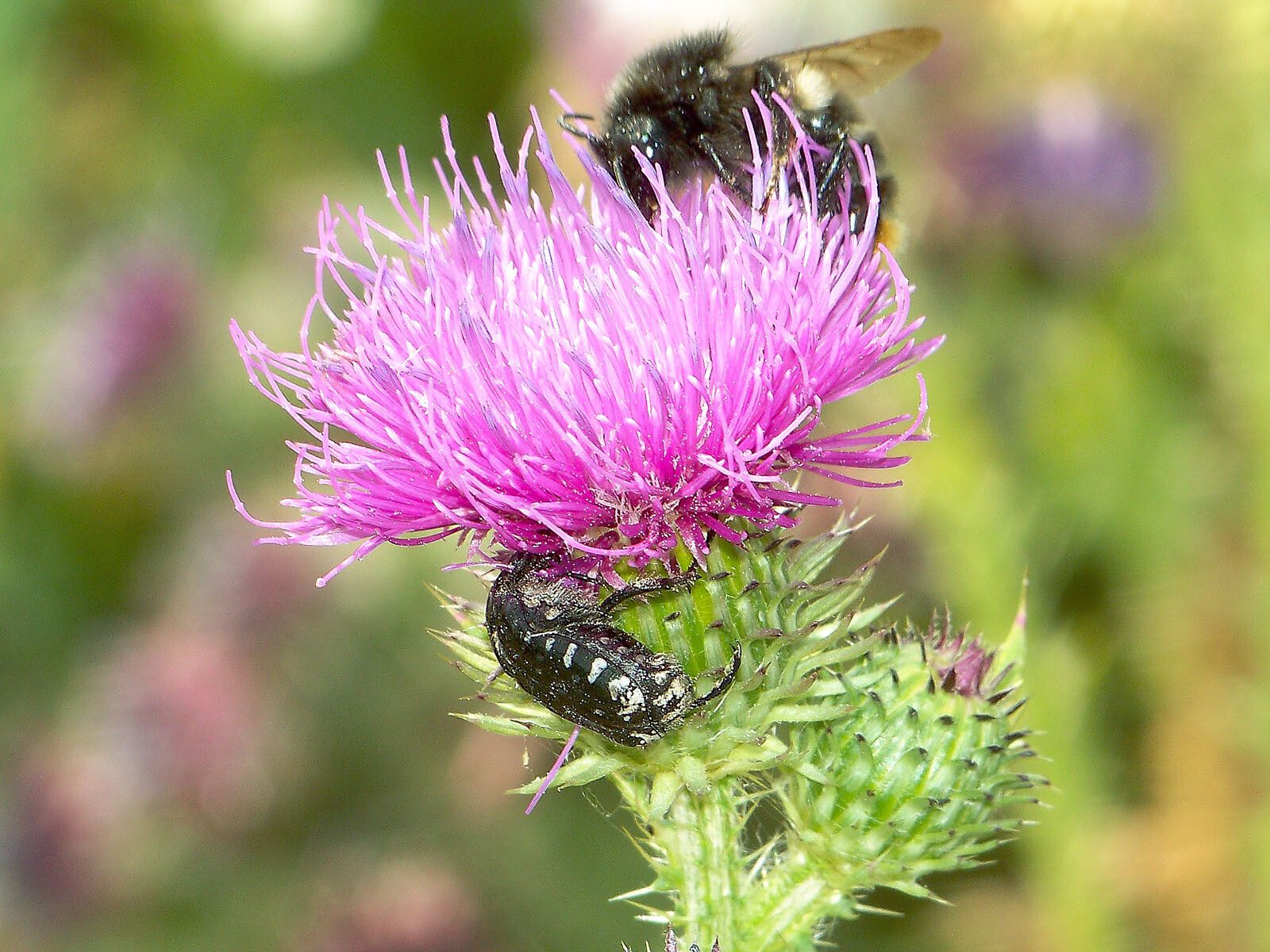 Carduus crispus flower