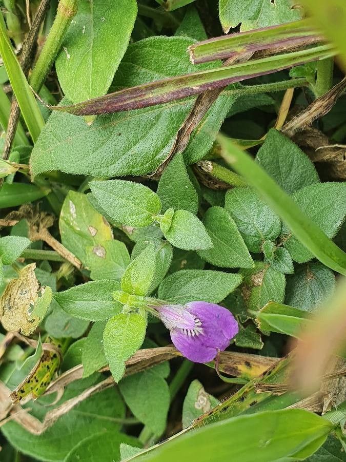 Justicia unyorensis — search result for 'Justicia'