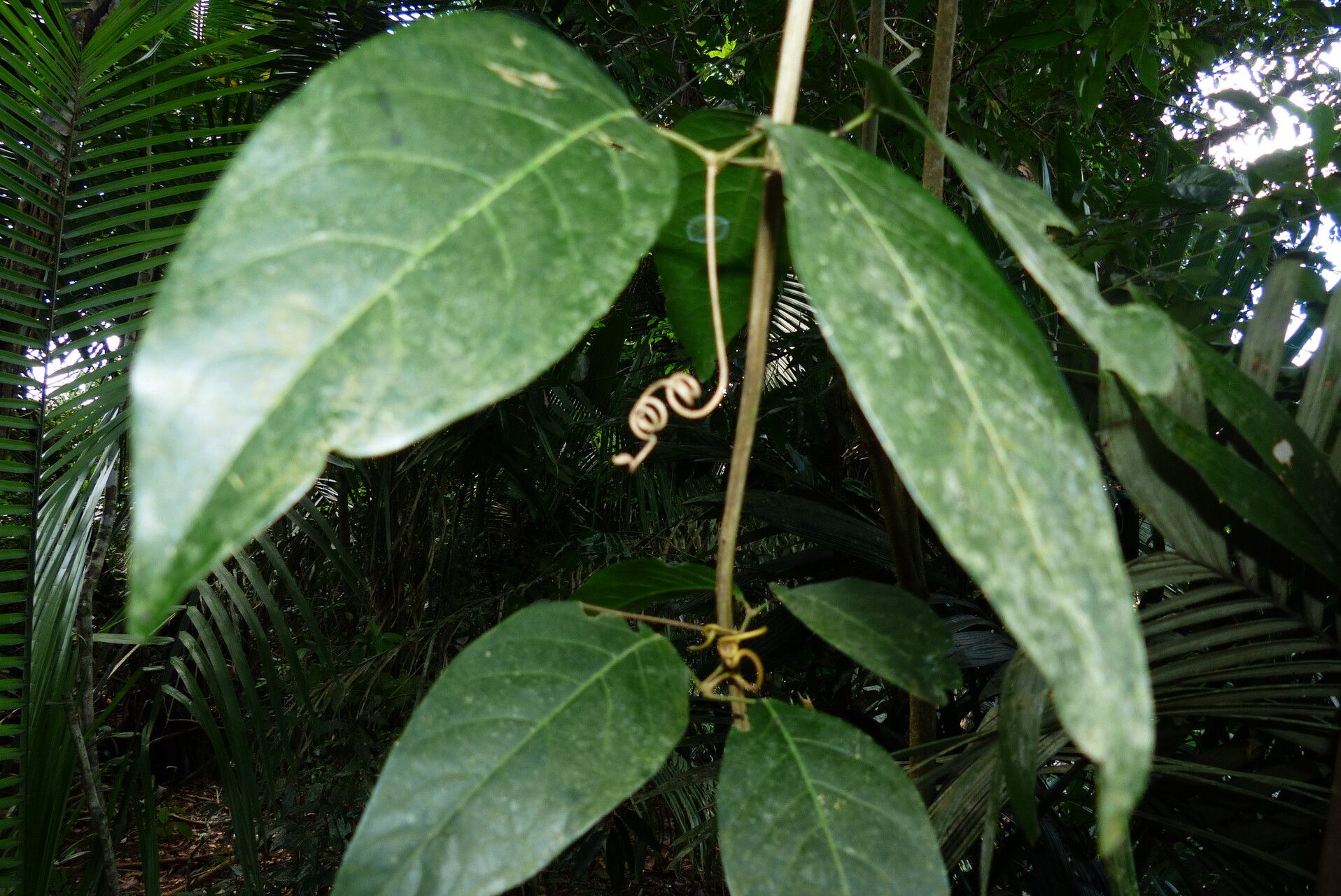 Paullinia austin-smithii — related species from the same genus