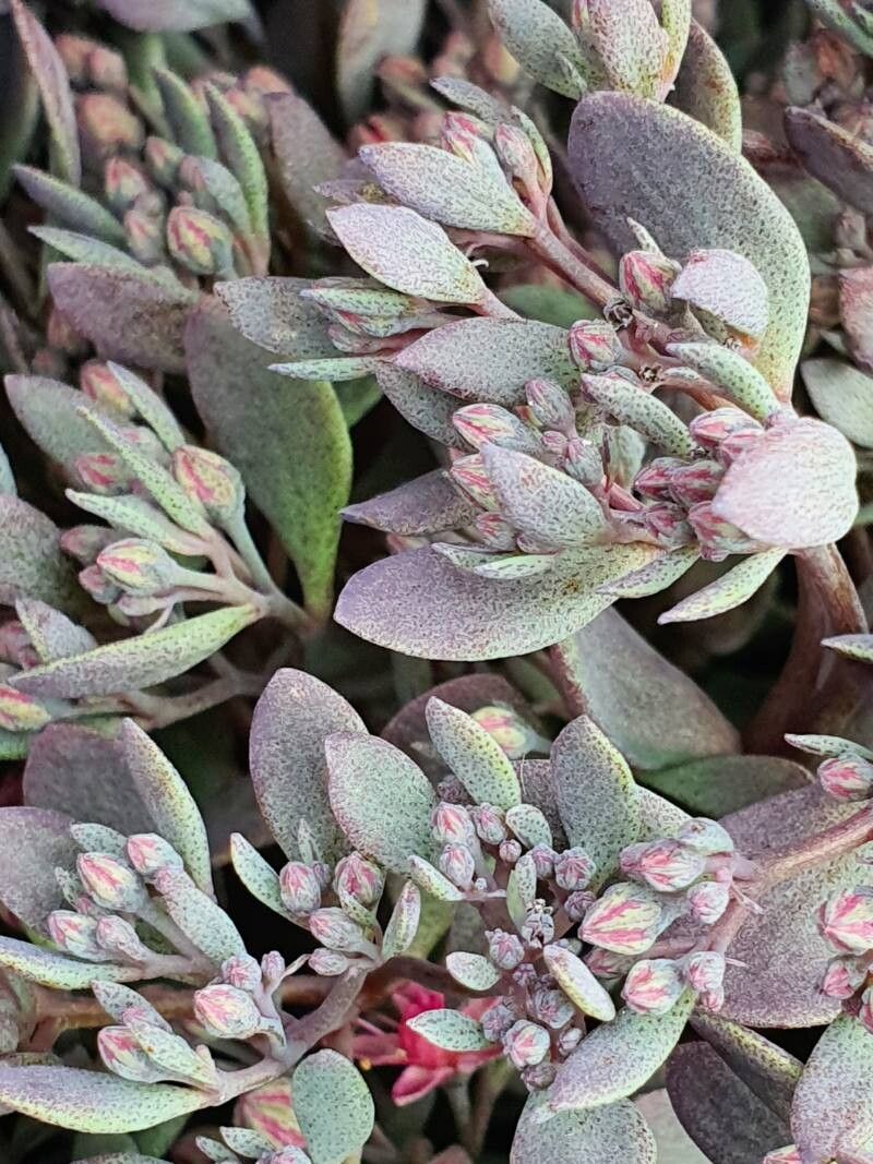 Hylotelephium cyaneum flower