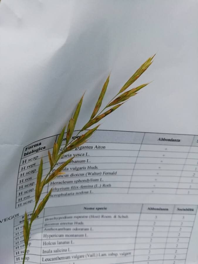 Brachypodium rupestre fruit