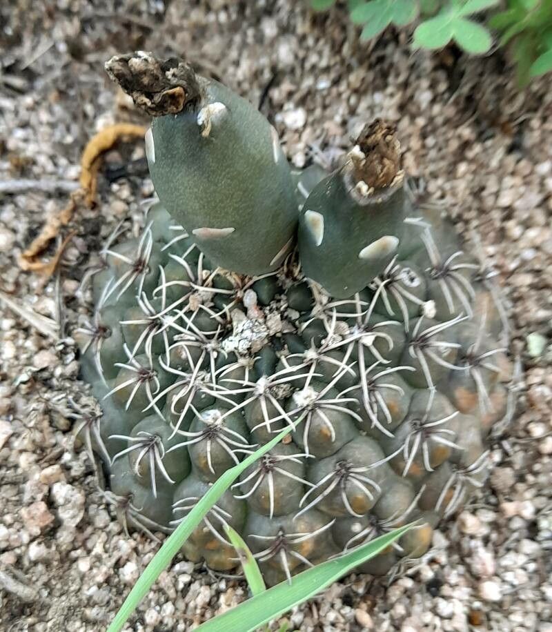 Gymnocalycium schickendantzii habit