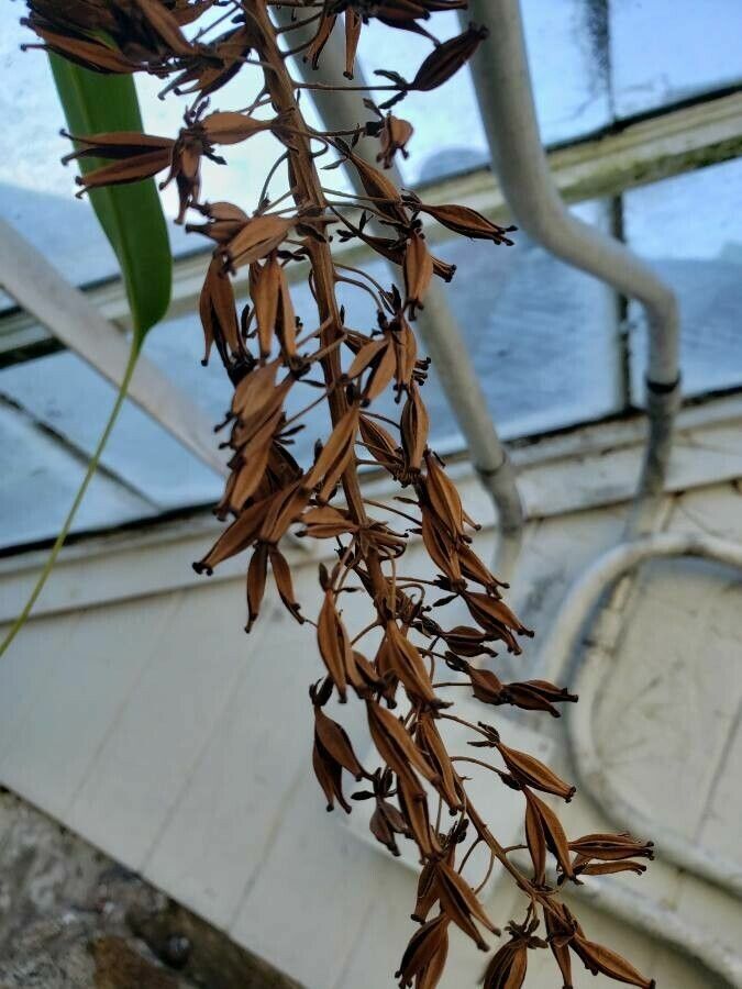 Nepenthes alata fruit