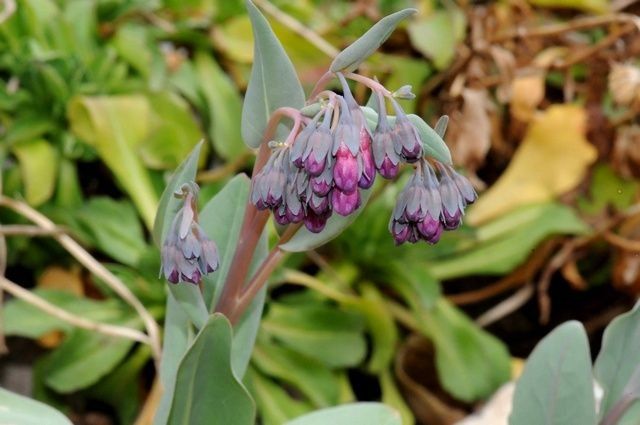 Mertensia macdougalii flower