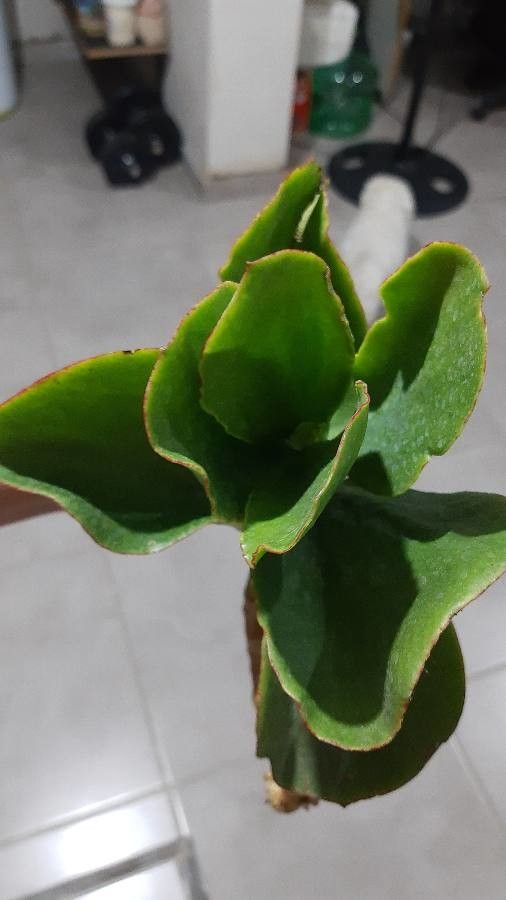 Kalanchoe abrupta