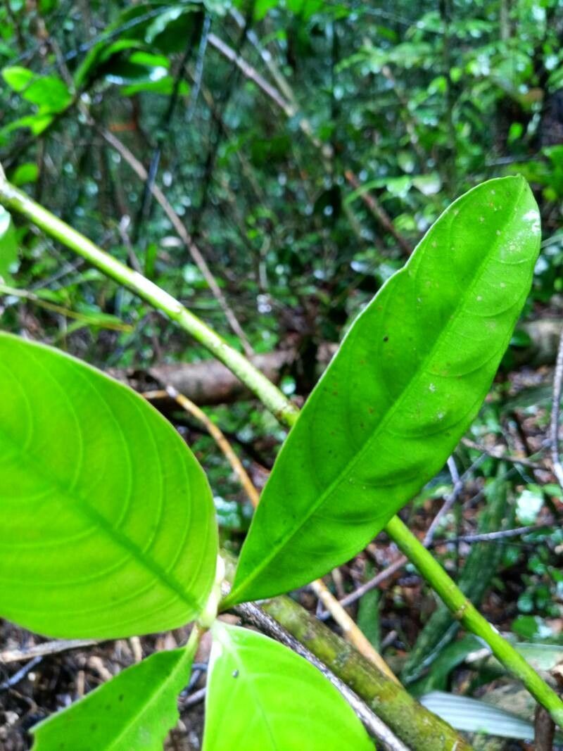 Palicourea dichotoma — houseplant care guide