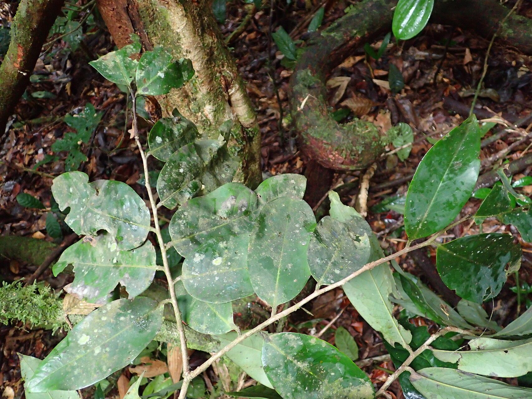 Xylopia phloiodora leaf