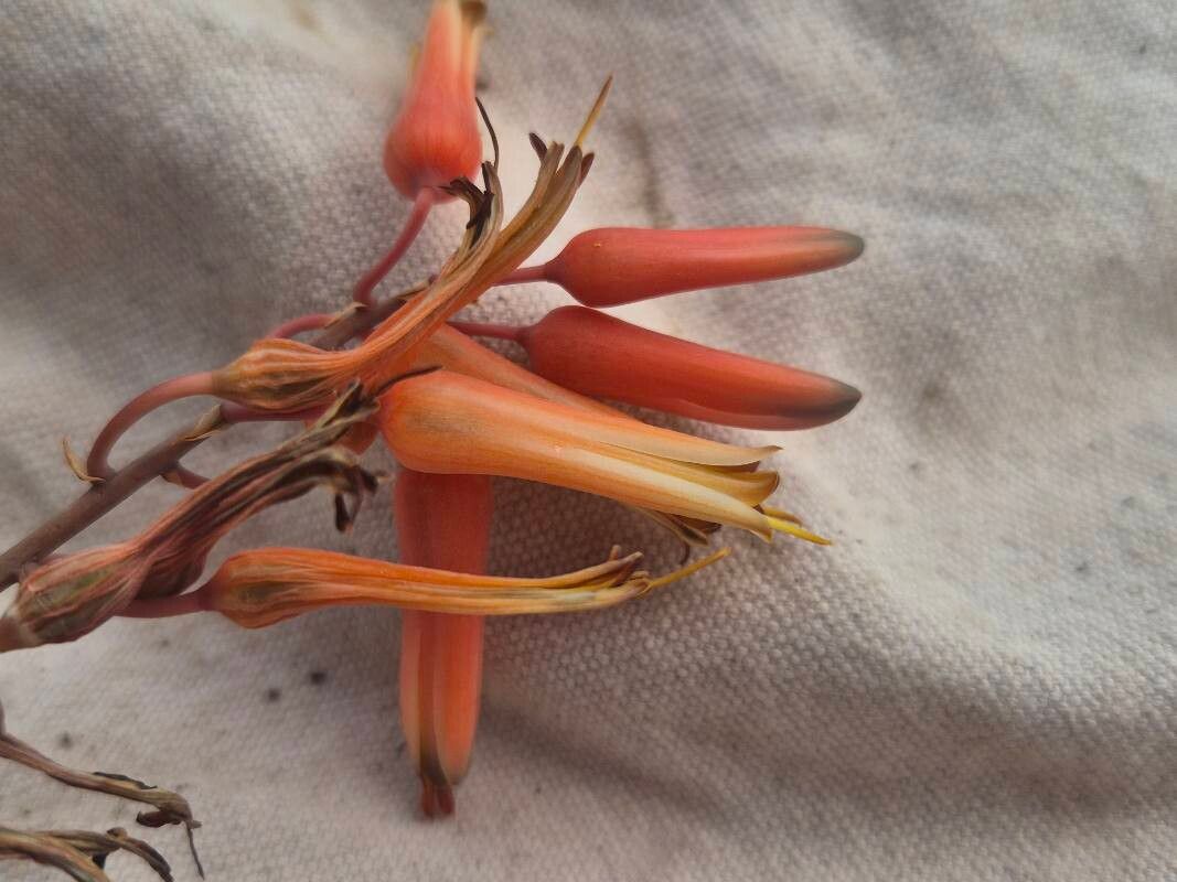 Aloe butiabana flower
