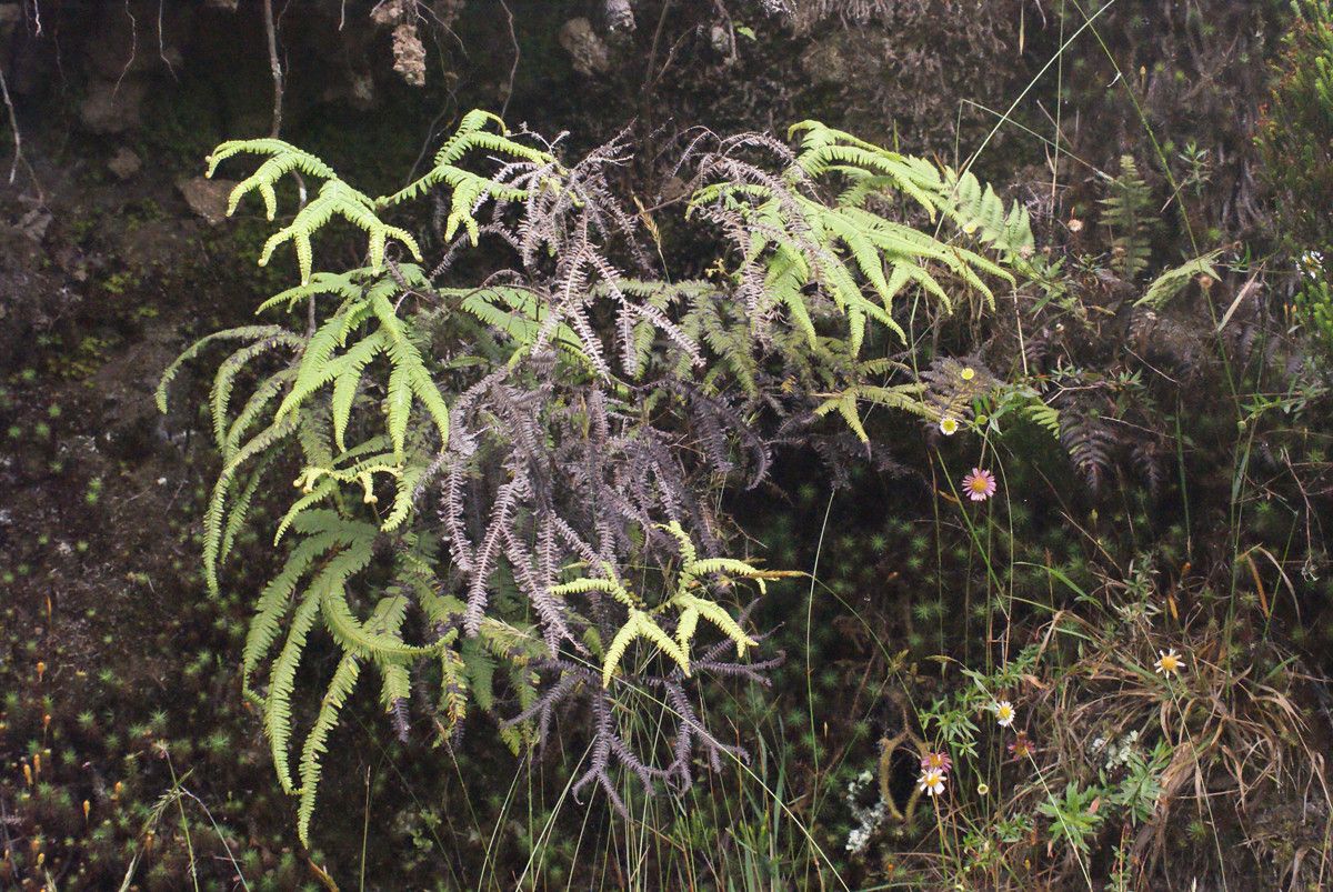 Sticherus flagellaris habit