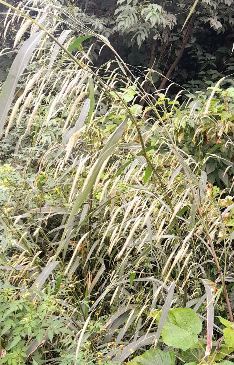 Cenchrus latifolius habit