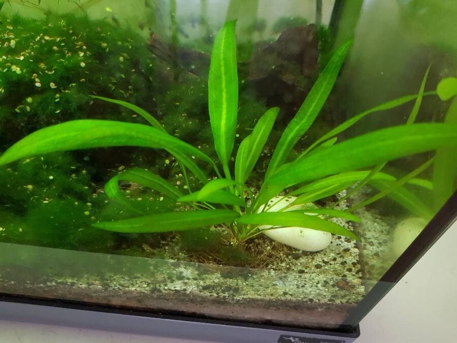 Echinodorus grisebachii habit