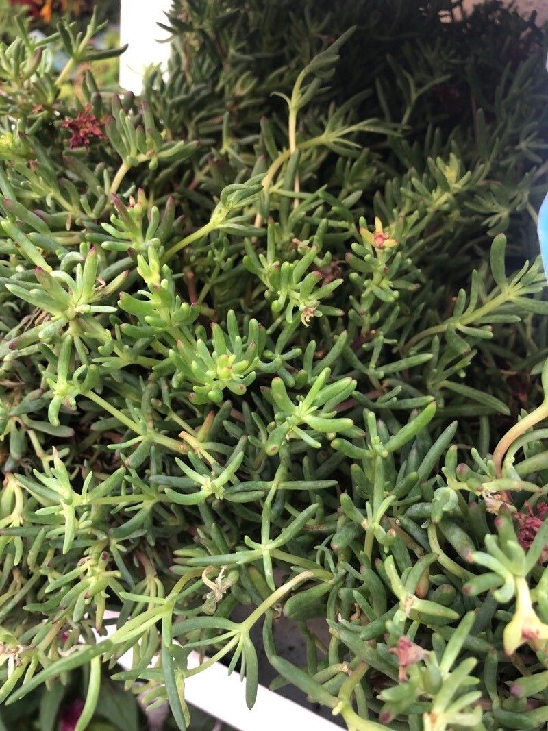 Lampranthus aurantiacus — search result for 'Aizoaceae'