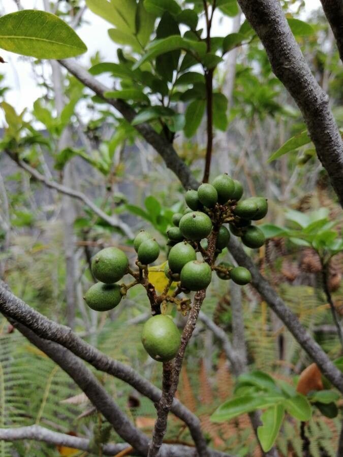 Doratoxylon apetalum fruit
