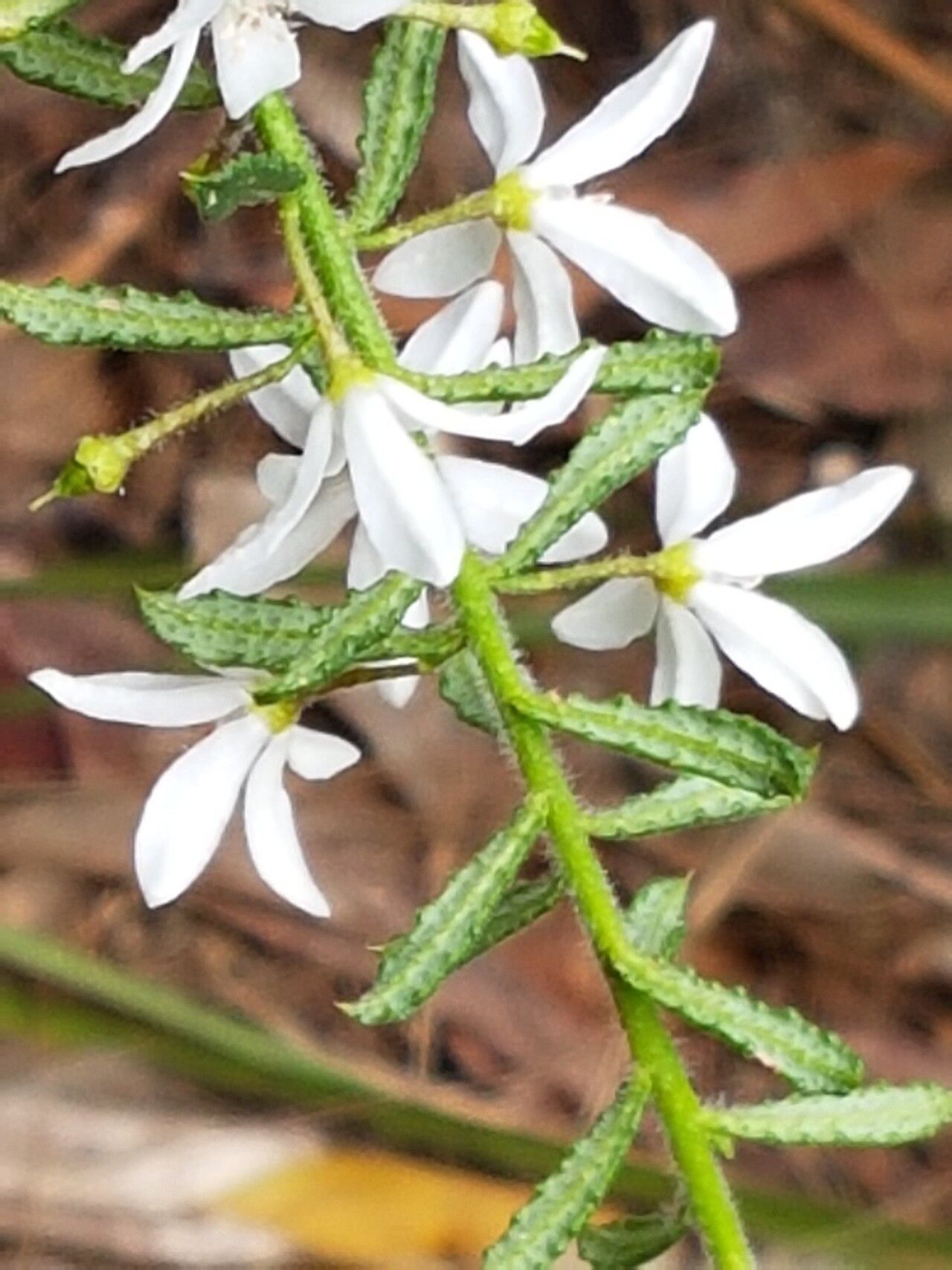 Philotheca hispidula — related species from the same genus