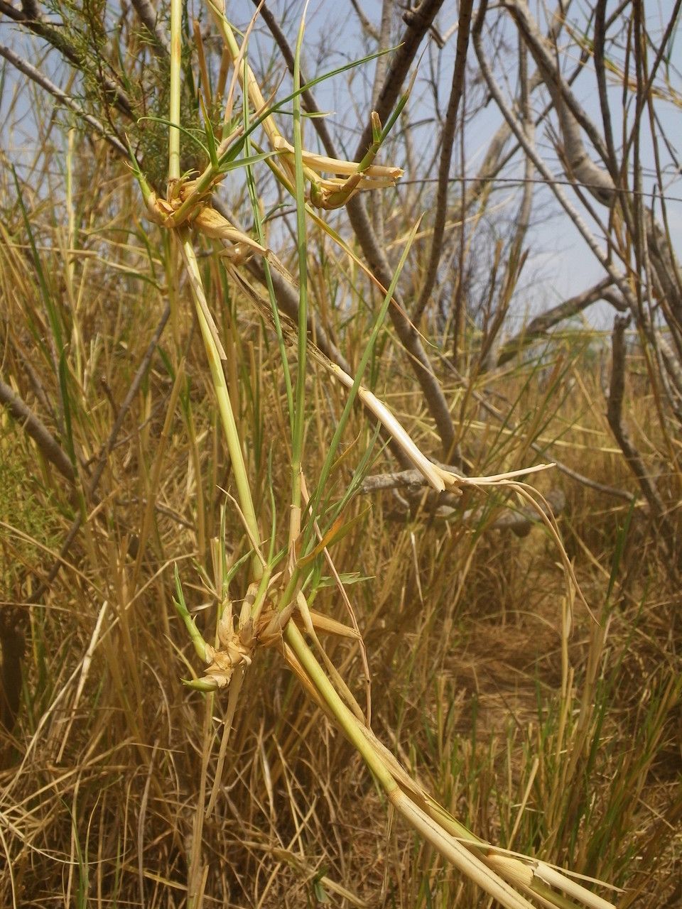 Sporobolus consimilis fruit
