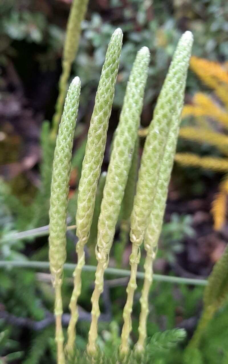 Lycopodium magellanicum flower