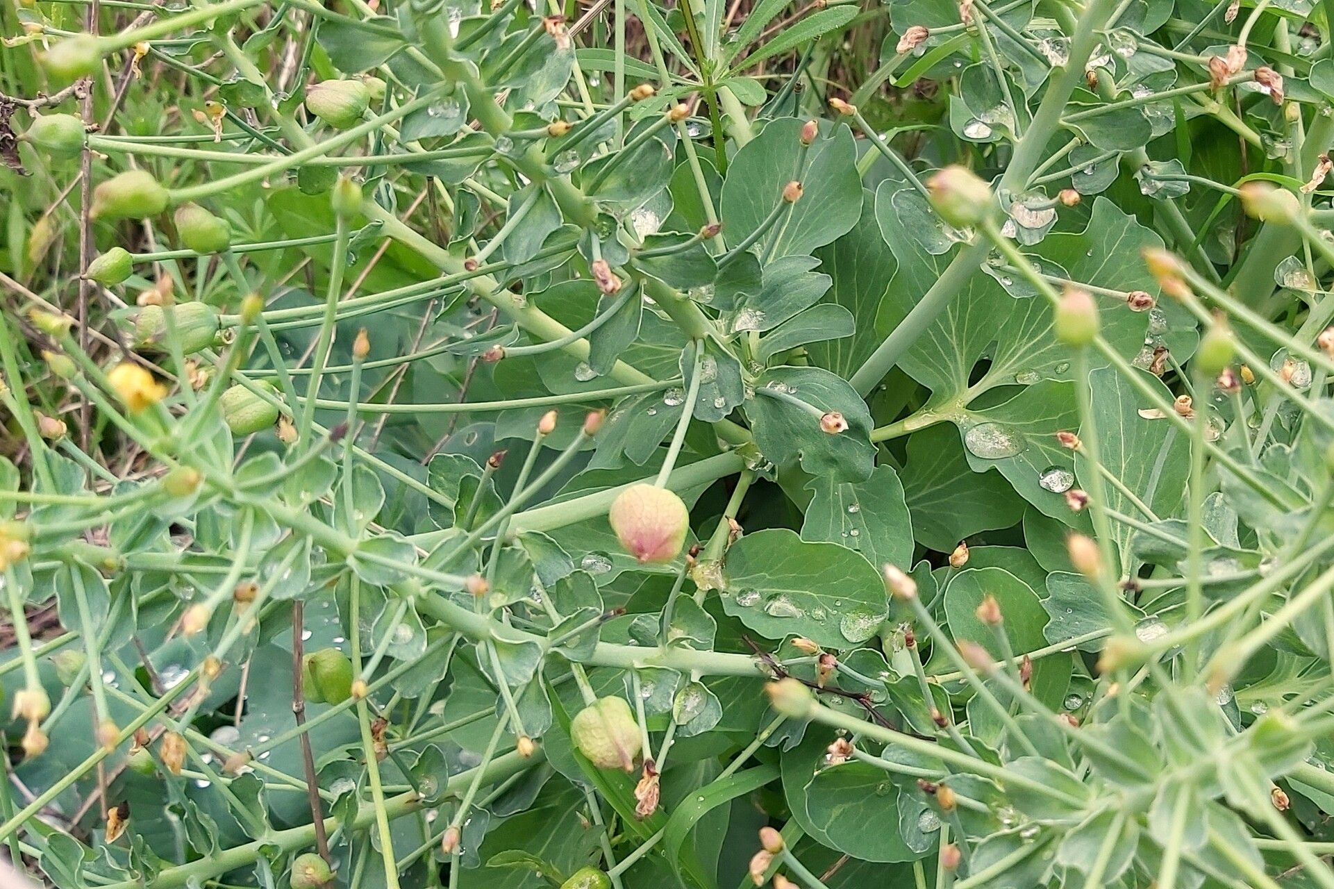 Leontice leontopetalum fruit