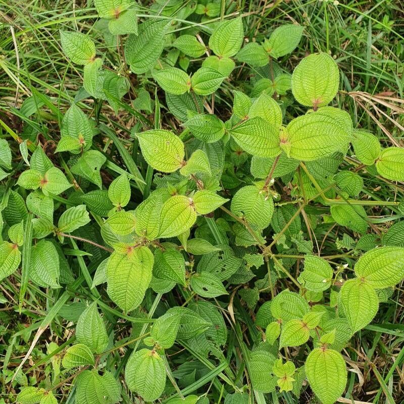 Miconia dentata leaf