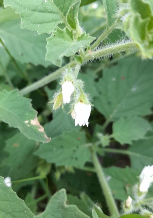 Solanum tweedianum flower