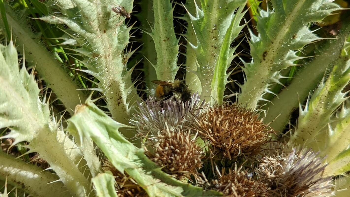 Cirsium scariosum flower
