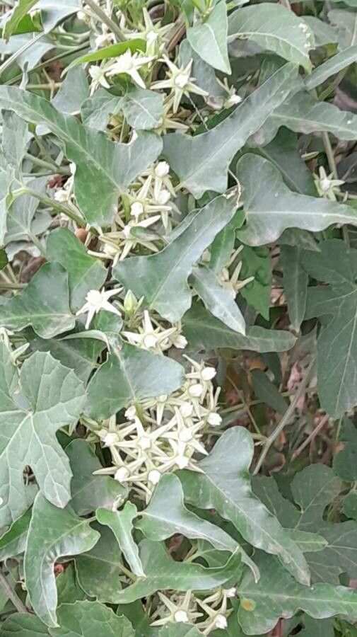 Araujia brachystephana habit