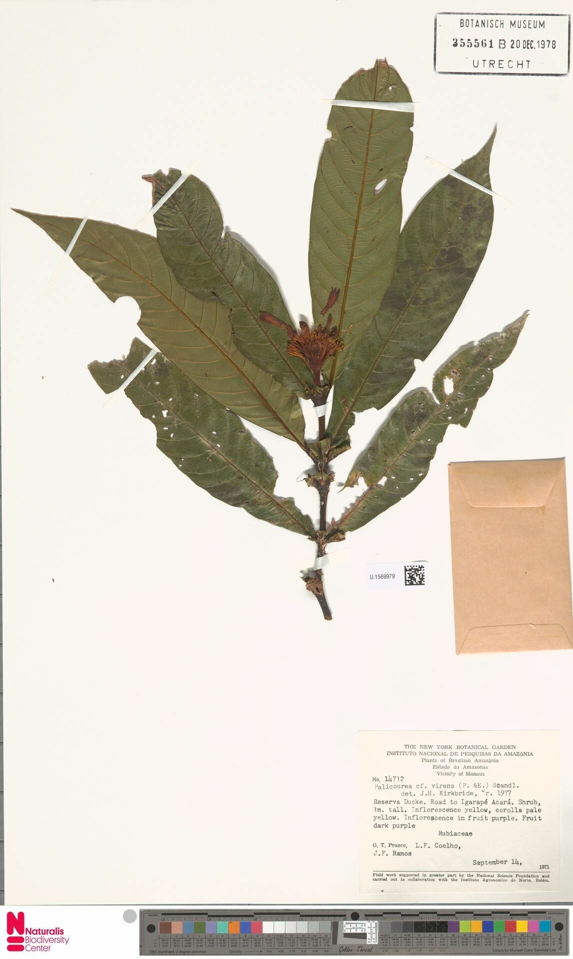 Palicourea virens — houseplant care guide