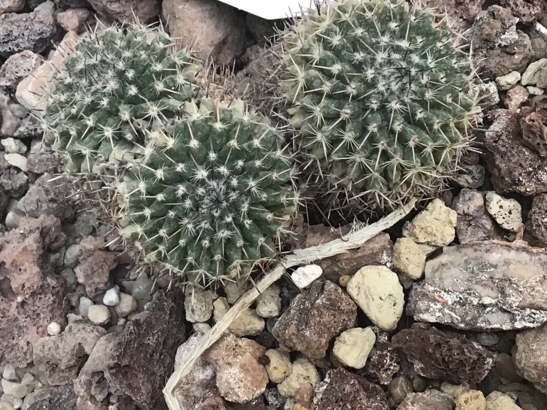 Mammillaria lloydii leaf