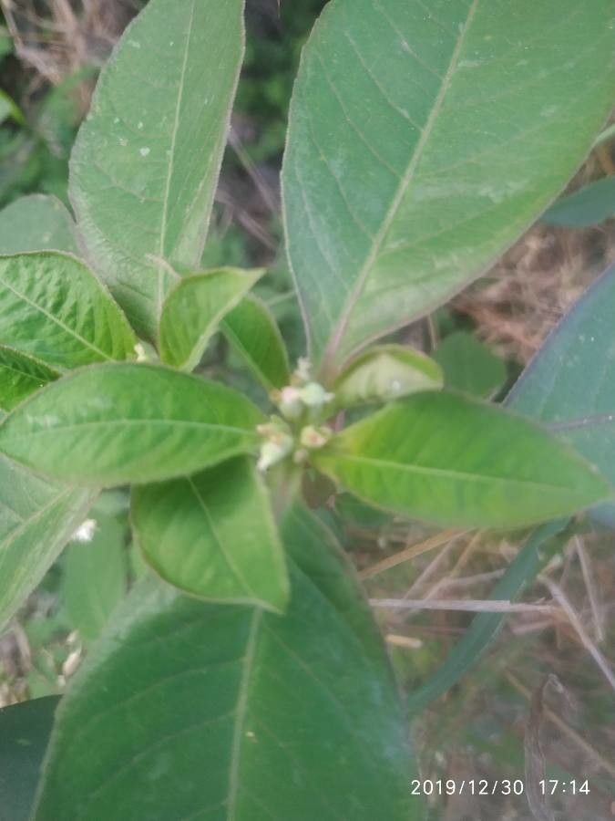 Euphorbia graminifolia leaf