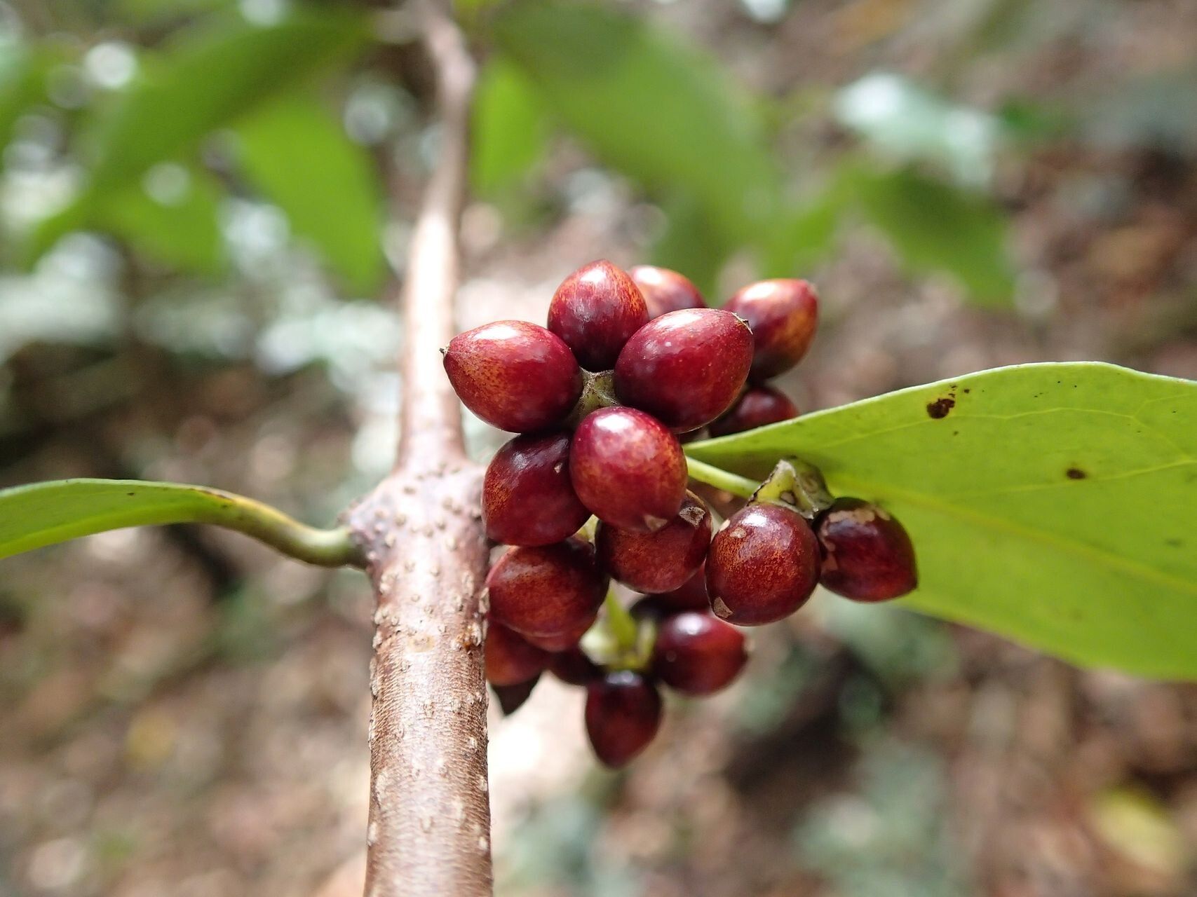 Hedycarya cupulata fruit