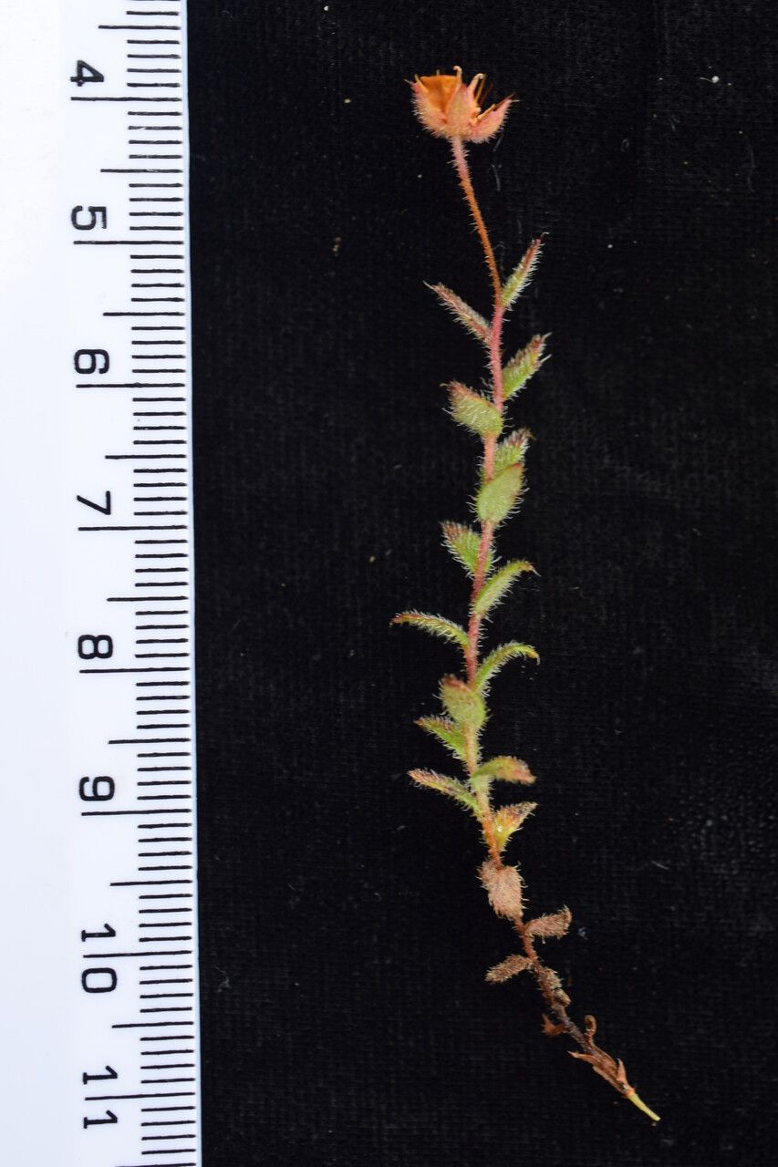 Saxifraga hispidula — houseplant care guide