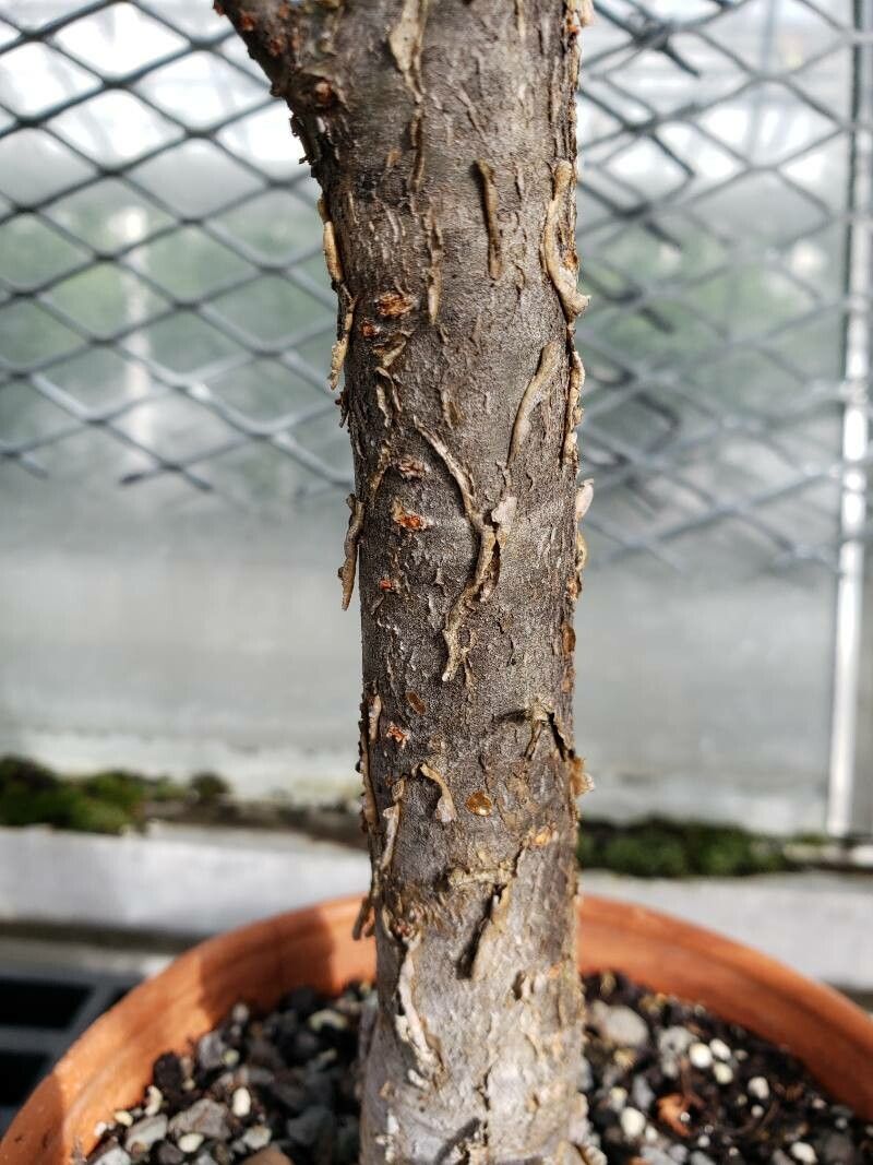 Commiphora aprevalii bark