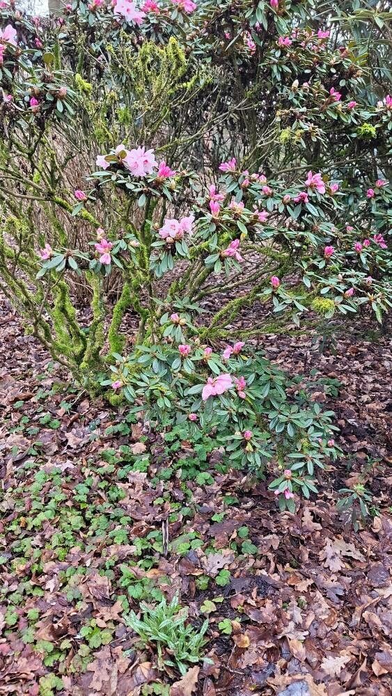 Rhododendron recurvoides habit