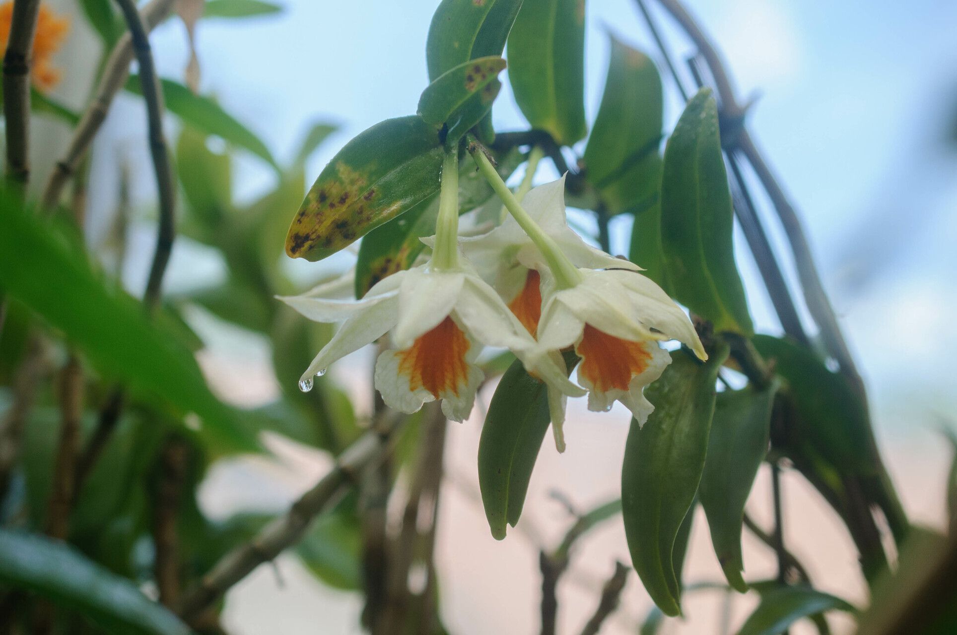 Dendrobium cruentum flower