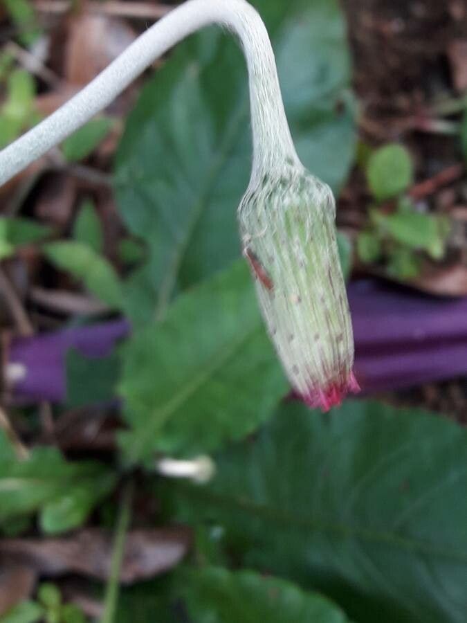 Chaptalia nutans flower