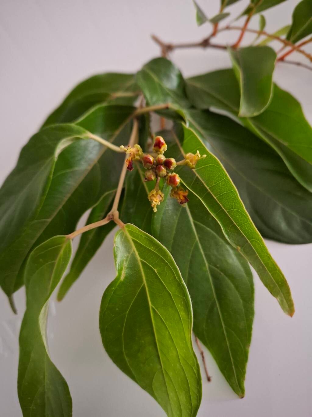 Stigmaphyllon puberum — houseplant care guide