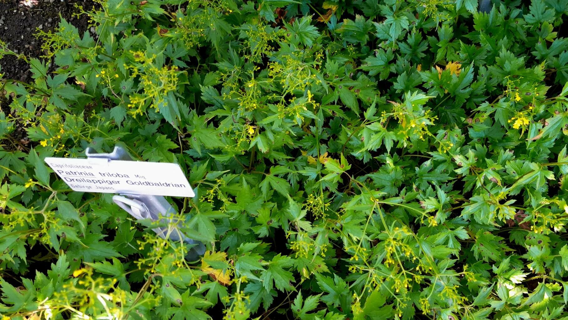 Patrinia trifoliata leaf