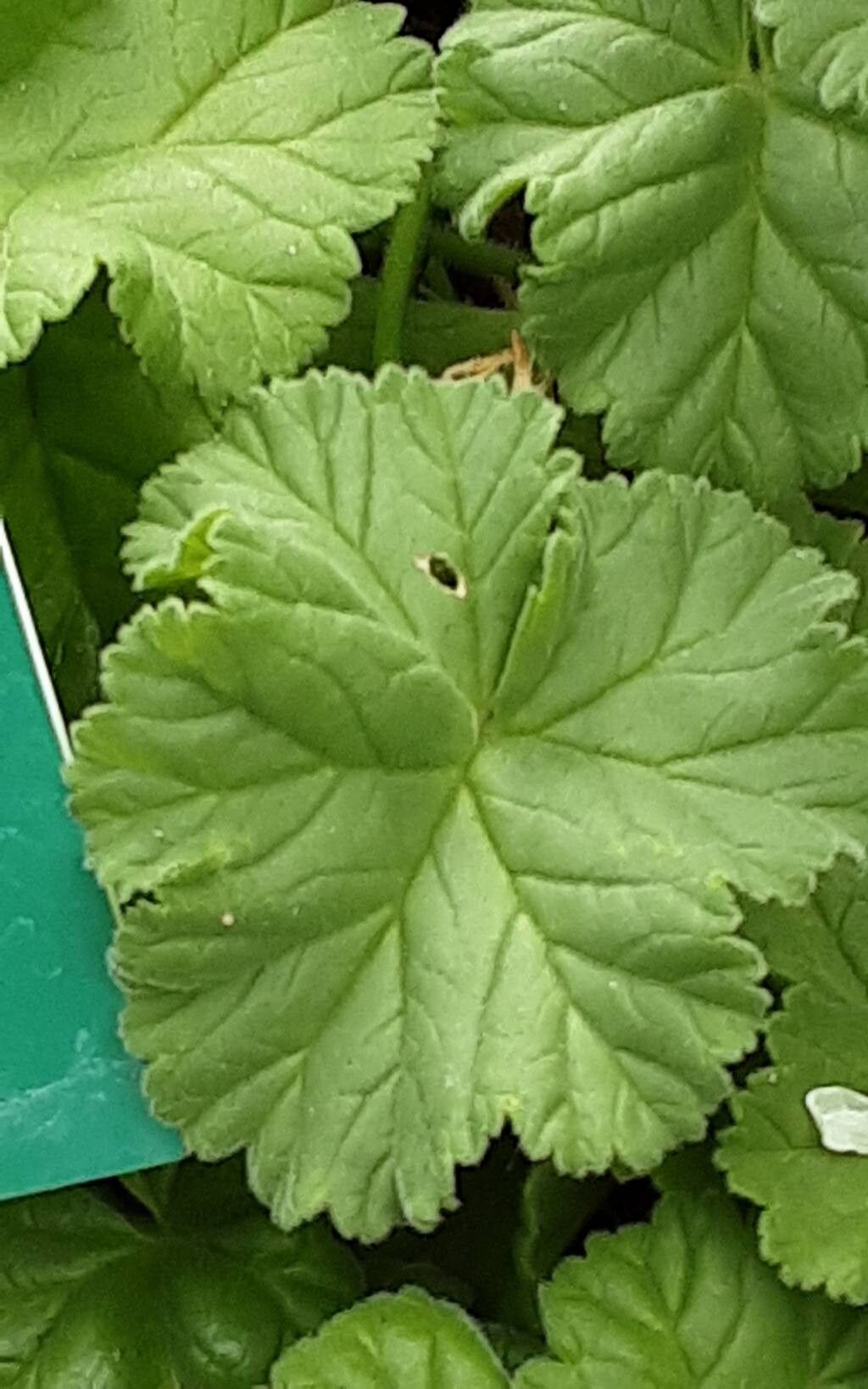 Pelargonium worcesterae — houseplant care guide