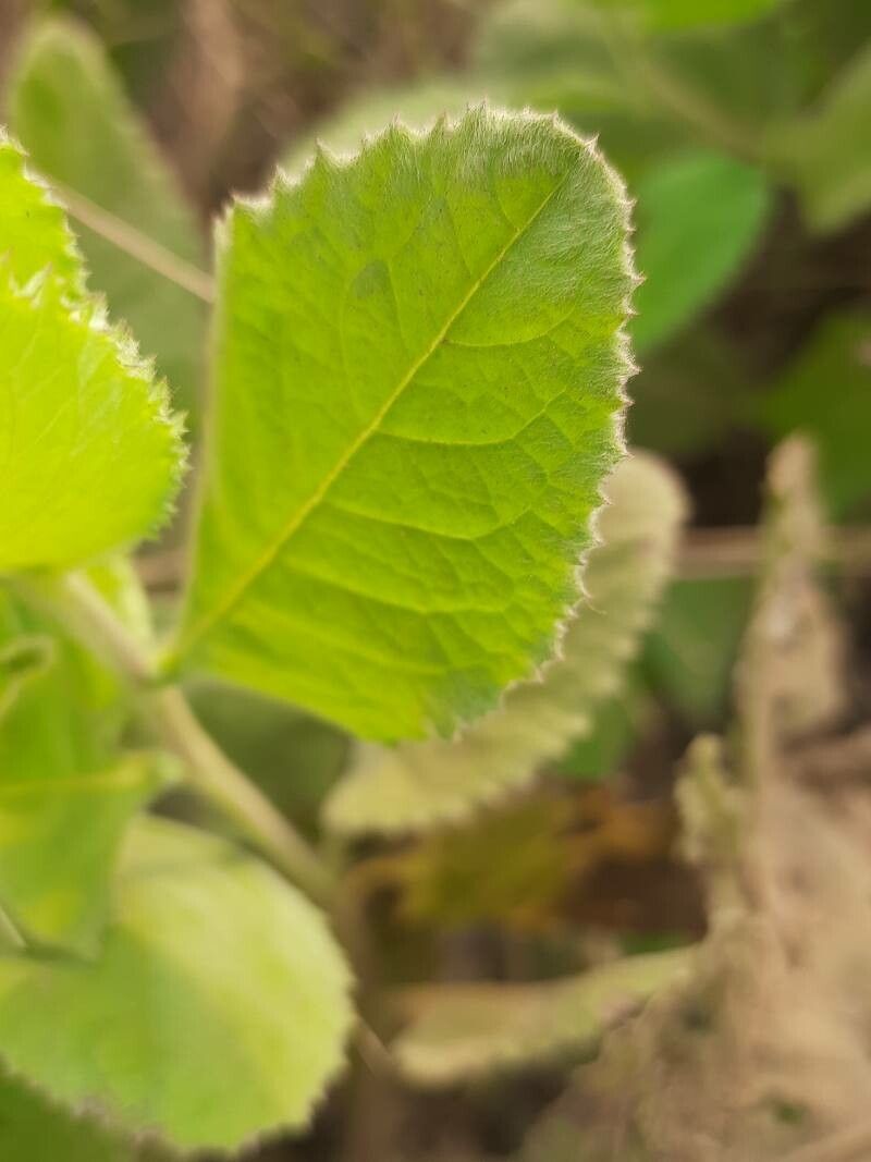 Blumea lacera — houseplant care guide