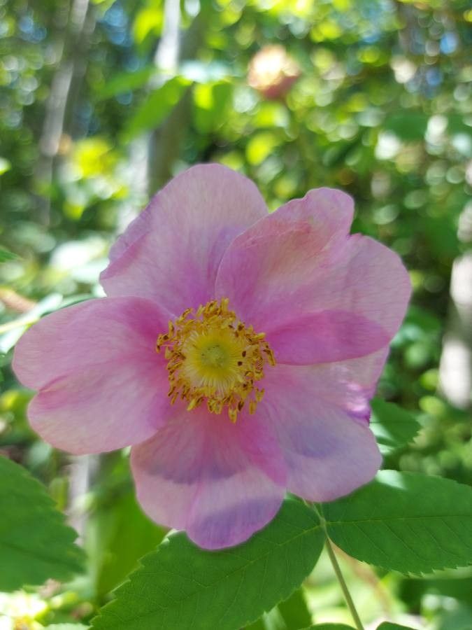 Rosa nutkana flower