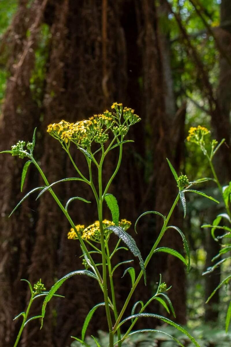 Senecio linearifolius flower