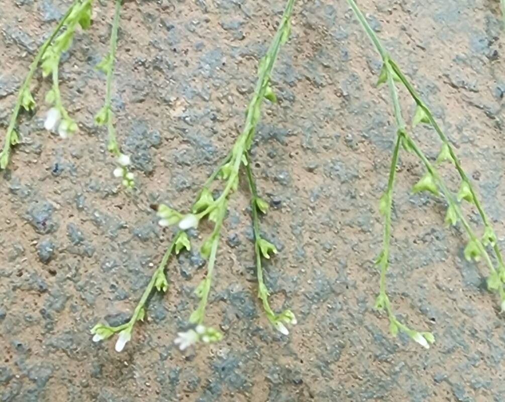 Mitreola petiolata flower