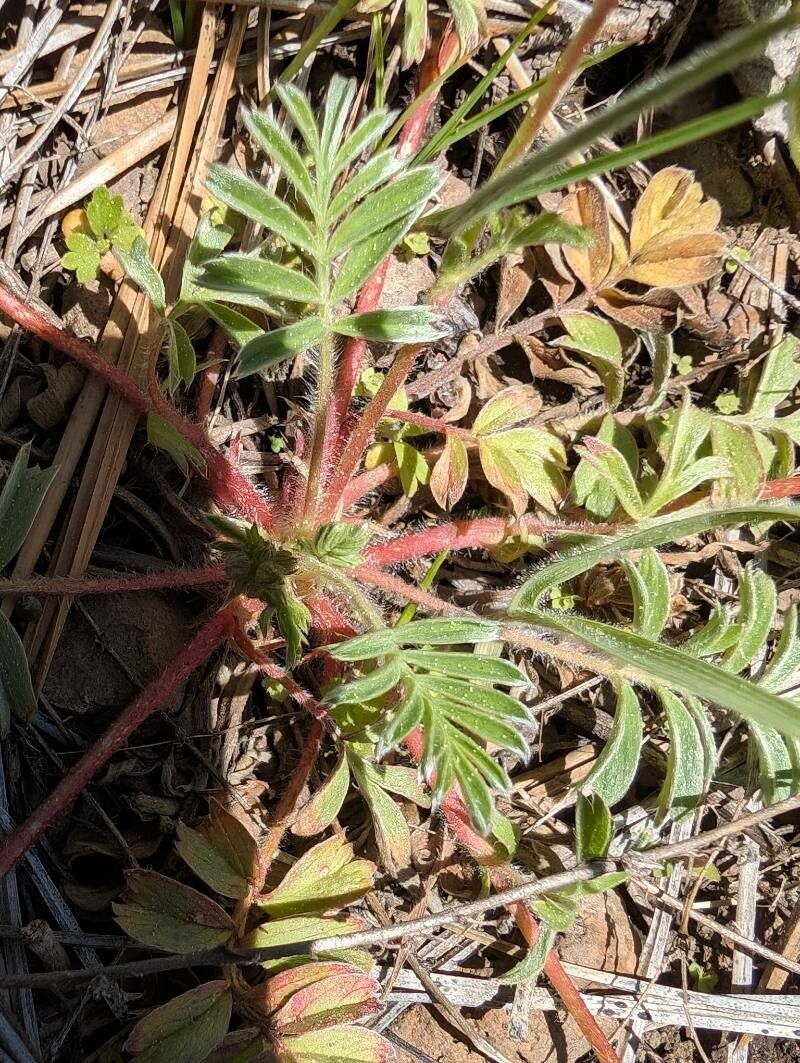 Potentilla douglasii — houseplant care guide