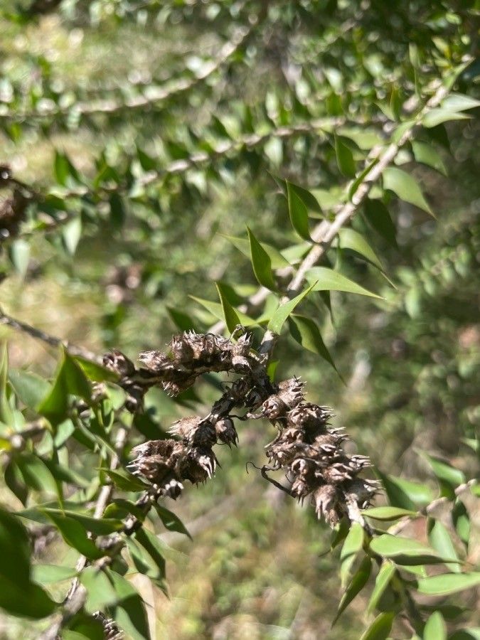 Melaleuca styphelioides fruit