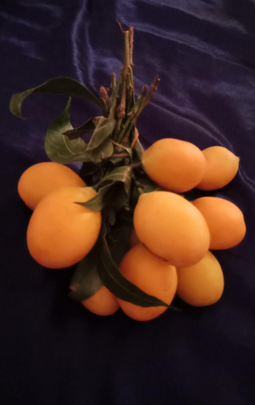 Bouea macrophylla fruit